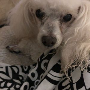 Meet your Posher, Frankie